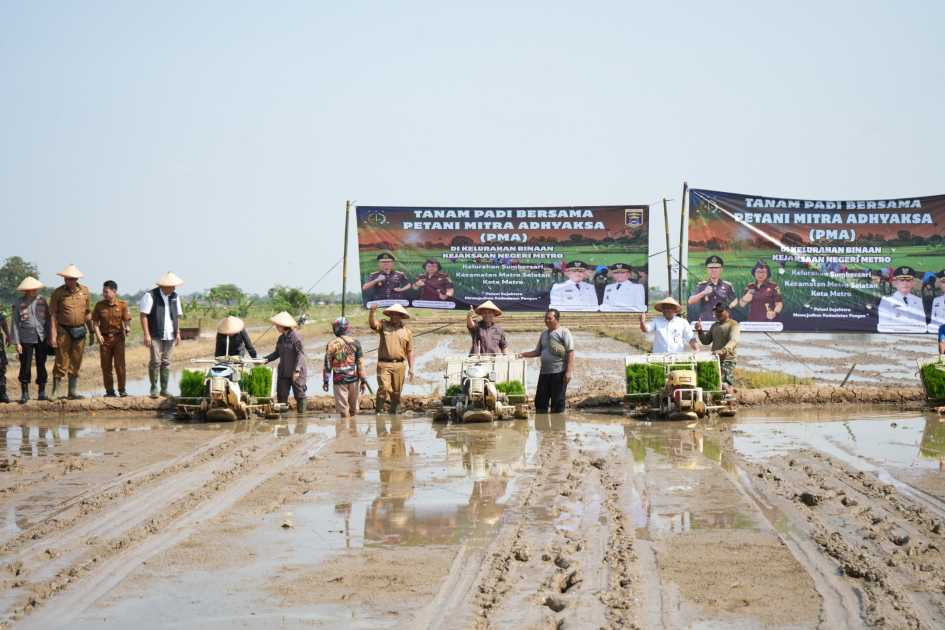 Jaga ketahanan pangan, Wali Kota Metro tanam padi